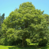 Kép 3/3 - Hegyi juhar (Acer pseudoplatanus)