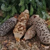 Kép 11/11 - Szárított Banksia grandis termés 400-650 g