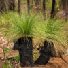 Kép 4/4 - Ausztrál grasstree (Xanthorrhoea)