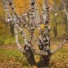 Kép 2/3 - Göndör nyírfa - Betula pendula var. Carelica