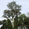 Kép 3/6 - Black Limba hobbi fa 52 x 150 x 600 mm