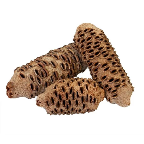 Szárított Banksia grandis termés
