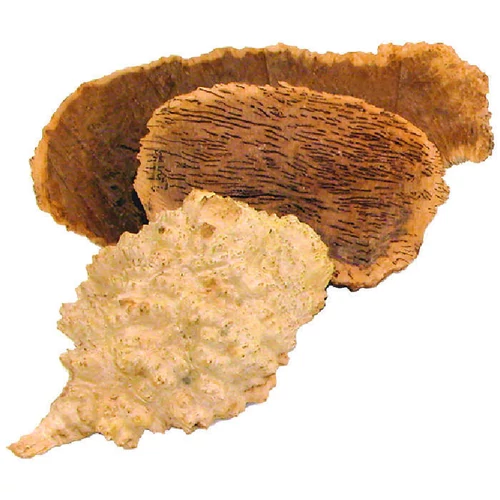Gyökérgumó